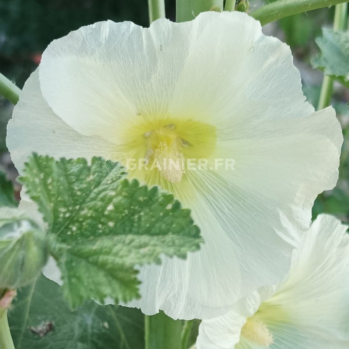 Rose trémière, Alcea rosea, Althaea rosea, primerose mélange image